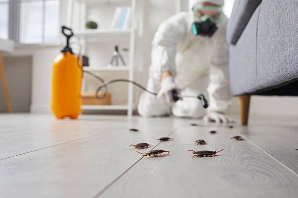 Commercial Kitchen Cockroach Control in Thonotosassa
